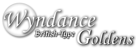 Wyndance British-style Goldens